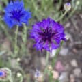 Purple bachelor button flower
