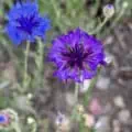 Purple bachelor button flower