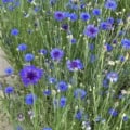 Blue bachelor button flowers