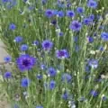 Blue bachelor button flowers