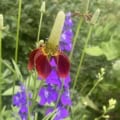 Mexican hat and larkspur