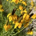 prairie coneflower