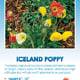Iceland Poppy