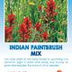 Indian Paintbrush Mix Wildflower Seeds