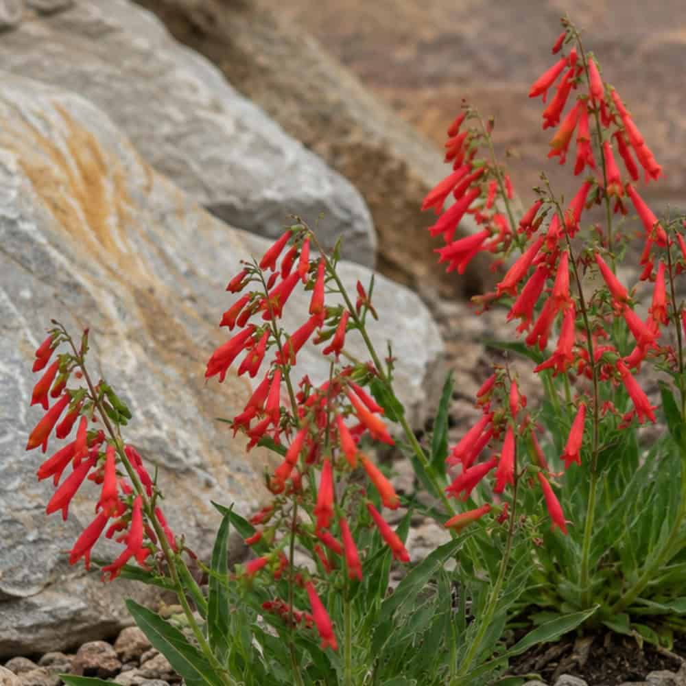 Penstemon, Firecracker – Penstemon eatonii | BBB Seed