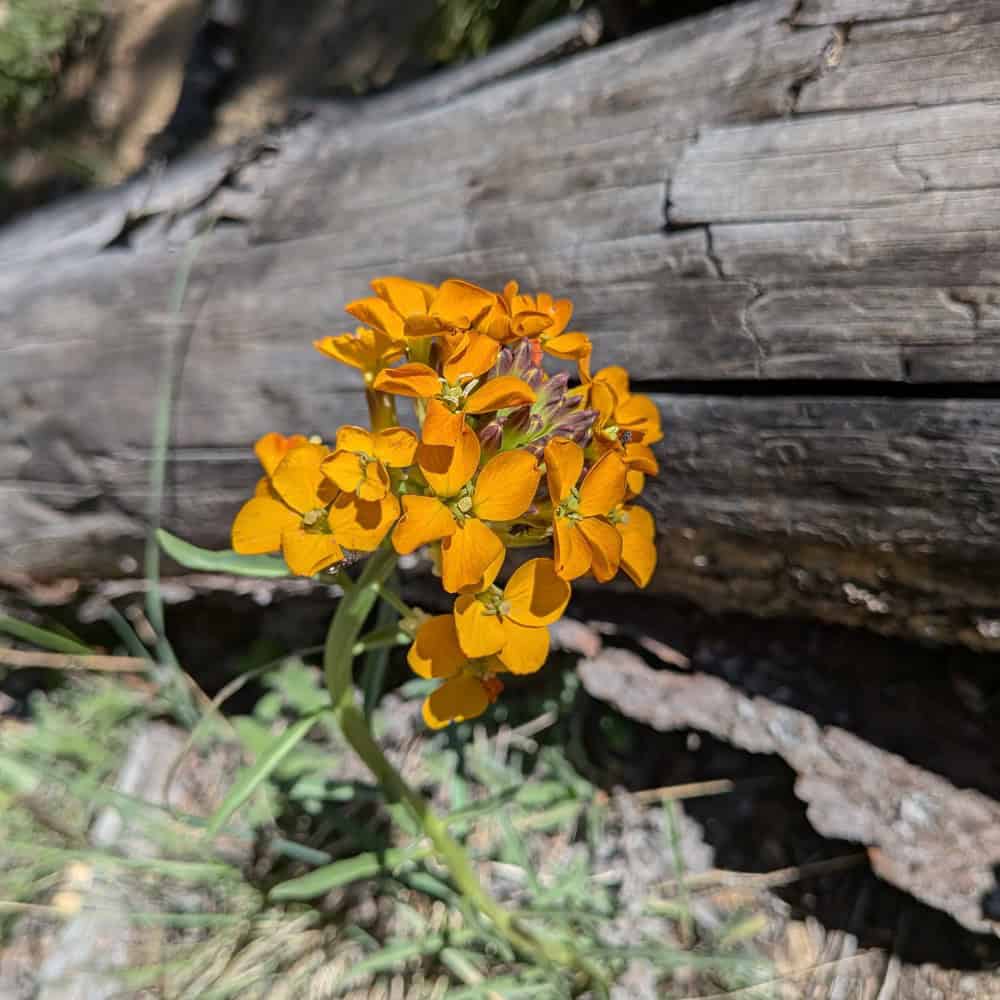 Wallflower, Siberian – Cheiranthus allionii | BBB Seed