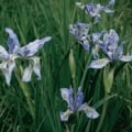 Iris missouriensis in natural habitat with lush green grass.