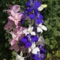 Colorful stalks of white, rose and blue blooms of Rocket Larkspur