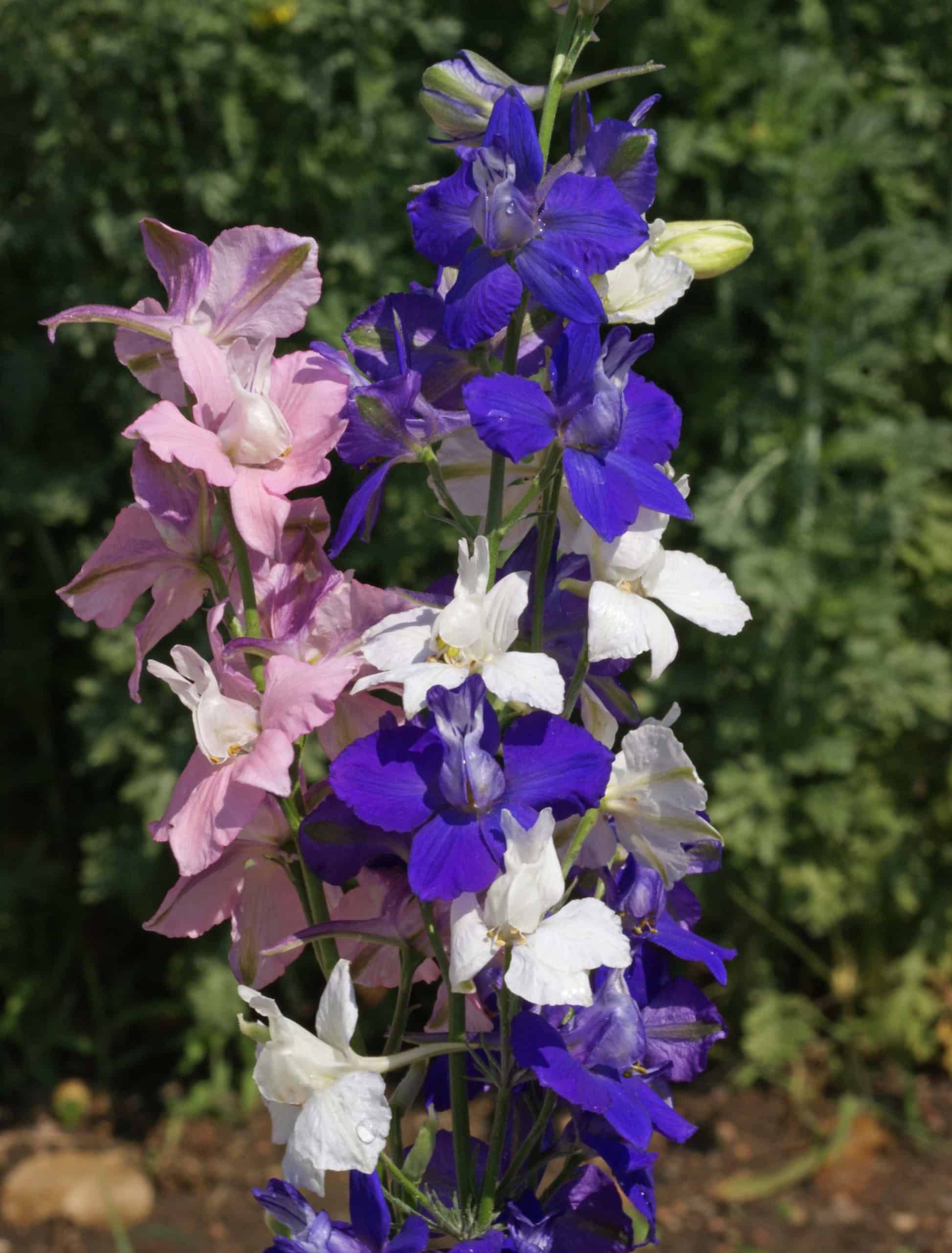 asobi FACTORY　LARK Larkspur, Rocket – Consolida ajacis | BBB Seed