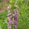 Close-up of Lemon Mint (Monarda citriodora) flowering plant with purple blooms.