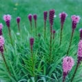 Liatris spicata, vibrant purple Liatris flowers in bloom.