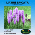 liatris spicata
