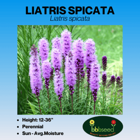 liatris spicata