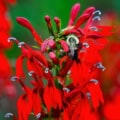 Bright red Cardinal Flower with a bee collecting nectar, vibrant and detailed.