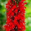 Vibrant red Cardinal Flower (Lobelia cardinalis) blooming in a garden setting.