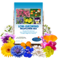 Low Grow Wildflower