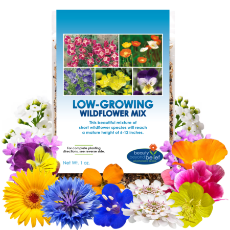 Low Grow Wildflower