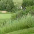 Close-up of low-growing grass mixture on a golf course fairway.