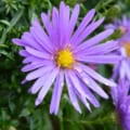 Purple Aster flower with yellow center and water droplets, close-up.