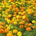 Marigold Petite Mix bright yellow and orange flowers in a lush garden bed.