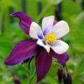 Beautiful purple and white Columbine flower, variety McKana Giant, showcasing vibrant colors and int.