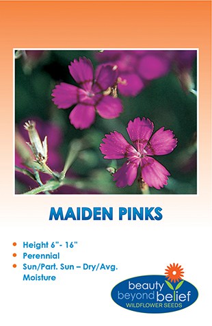 Maiden Pinks