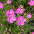Bright pink Maiden Pinks (Dianthus deltoides) blooming in a garden setting.