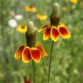 A close-up photo of two perfect Mexican Hat blooms.