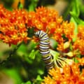 Caterpillar feeding on bright orange milkweed flowers, attracting butterflies and supporting pollina.