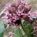 Showy milkweed flower cluster with a bumblebee collecting nectar.