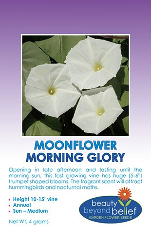 Moonflower Morning Glory