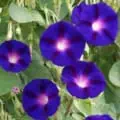 Morning Glory purple flowers with white centers and red veins.