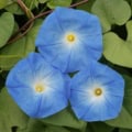 Morning Glory - Ipomoea Tricolor ‘Heavenly Blue’.