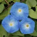 Morning Glory - Ipomoea Tricolor ‘Heavenly Blue’.