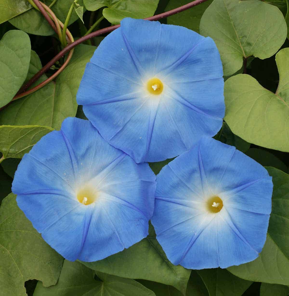 Morning Glories Seeds Seed Needs Heavenly Blue Morning Glory Seeds - 1,000+  Heirloom Untreated Ipomoea Tricolor Vine Seeds For Planting