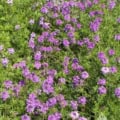 Verbena tenuisecta, Moss Verbena, purple flowering plant, garden ground cover, drought-tolerant.