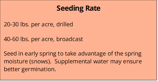 Mountain Meadow seeding rate