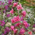 Pink Clarkia unguiculata flowers, also known as Garland Mountain, bloom vibrantly in garden landscap.
