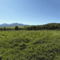 Lush mountain meadow with diverse grass mix under clear blue sky.