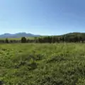 Lush mountain meadow with diverse grass mix under clear blue sky.