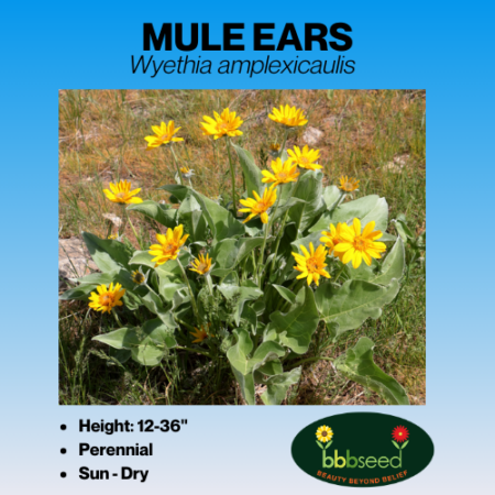 mule ears tag