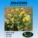 mule ears tag