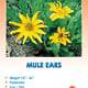 Mule Ears Wildflower Seeds