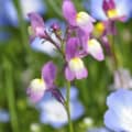 Bright pink and yellow Snapdragon flowers with blue Linaria maroccana in the background.