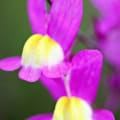 Close-up of vibrant pink and yellow Snapdragon flower, detailed petals.