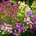 Brightly colored snapdragons and Linaria maroccana bloom in a lush garden setting.