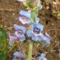 Penstemon angustifolius flower close-up, showcasing blue and purple blooms with green foliage in the.