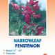 Narrowleaf Penstemon Wildflower Seeds