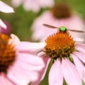 Hoverfly on purple coneflower (Echinacea angustifolia) in bloom.
