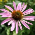 Purple Coneflower, native to North America, with vibrant pink petals and a prominent orange-brown ce.